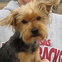 Pictures of markus a pomeranian for adoption in salem, nh who needs a loving home. Salem, NH - Yorkie, Yorkshire Terrier. Meet Raymond a Pet ...