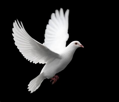 Funeral attendees may often spot mums in flower arrangements for funeral services. 10 Ancient Love Symbols | MessageToEagle.com