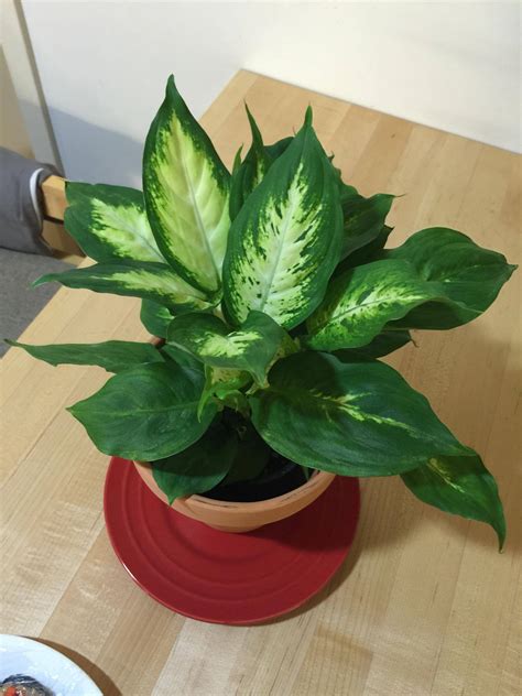 Identification What Is The Name Of This Plant And How Should I Plant