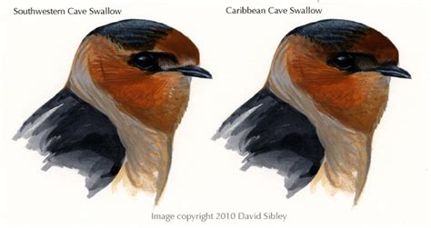 While it seems like an easy task, swallowing a pill is something that many adults and children have great difficulty doing. Cave Swallow - Sibley Guides