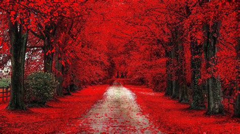 Wallpapers Hd Fall Leaves On Road Between Red Cherry Blossom During
