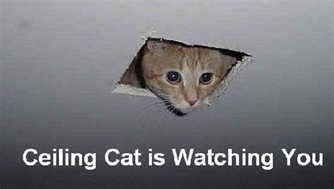 Maybe you would like to learn more about one of these? Top 10 cat memes on the internets... hmmm. Agree?