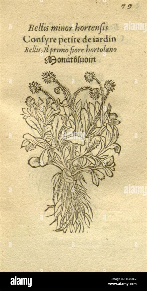 Plantarum Effigies Page 79 Bhl81 Stock Photo Alamy