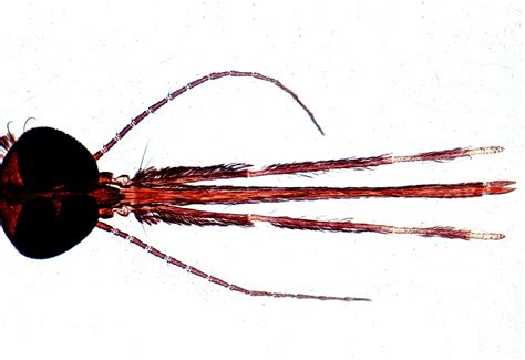 Neue malariamücke breitet sich in afrikas städten aus. Mikropräparat - Anopheles, Malariamücke, Kopf und ...
