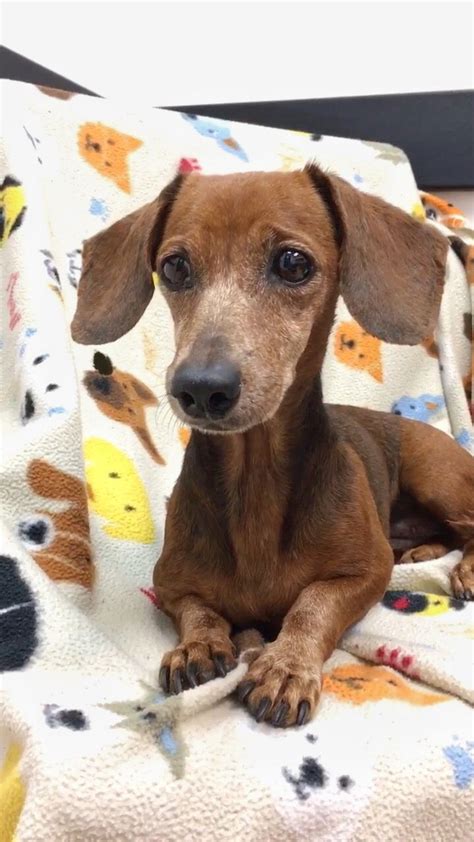 Find dachshunds for adoption online here! Dachshund Puppies Rescue South Florida - Pets Ideas