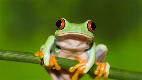 4k Frogs Wallpapers High Quality Download Free
