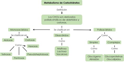 Mapa Conceptual Del Metabolismo De Los Carbohidratos Images And Photos Finder