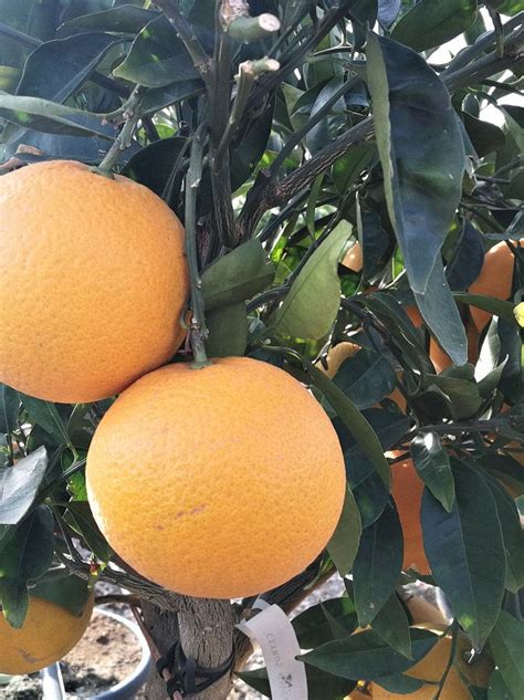 Citrus Sinensis Chislet Navel Navel Orange Tree Thepalmtreecompany