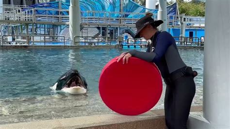 Seaworld Orlando Makaios 12th Birthday Killer Whale Up Close Tour