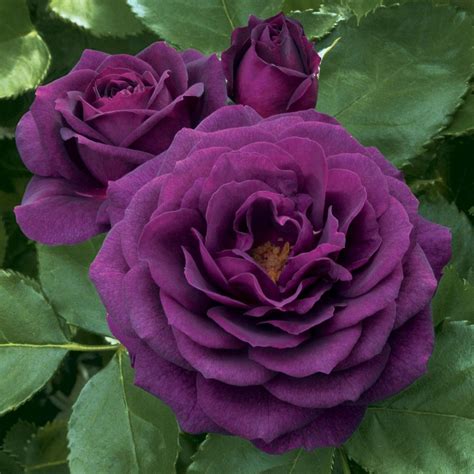 Ebb Tide™ Floribunda Roses Purple Climbing Roses Planting Roses