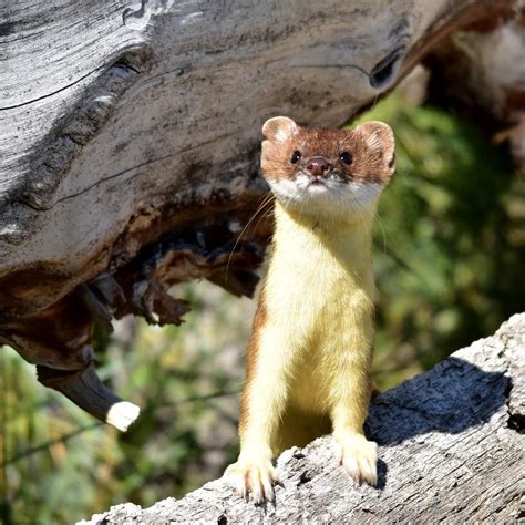 Long Tailed Weasel On Seedskadee National Wildlife Refuge Photo Tom