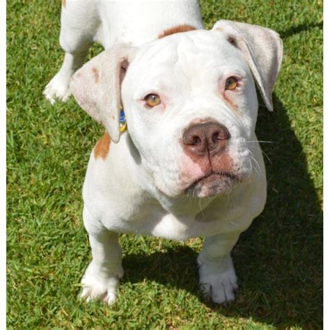 Milo D0106 Large Male American Staffordshire Terrier X American
