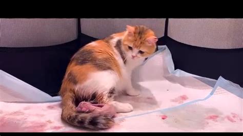 Cat Giving Birth 5 Kittens Are Coming Youtube