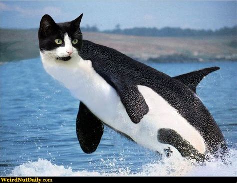 Funny Pictures Weirdnutdaily Orca Cat