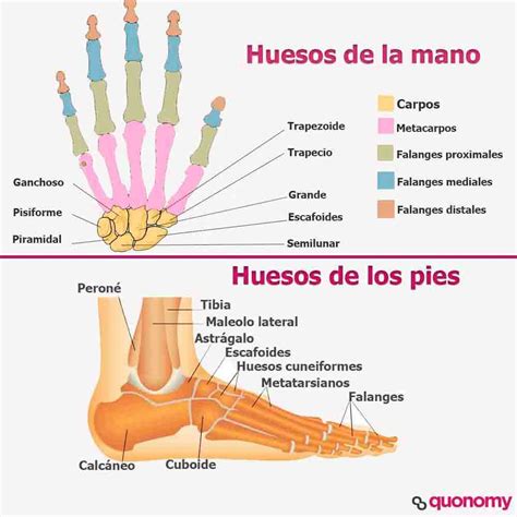 Cómo Se Llaman Los Huesos De Las Manos Y De Los Pies Anatomía Fácil