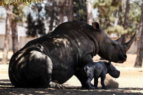 Rhinoceros Baby Mahahealing