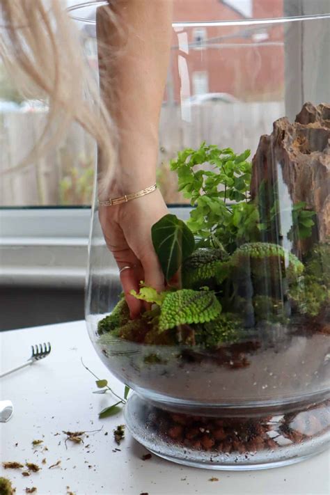 Terrarium Moss The Secret To A Vibrant Terrarium