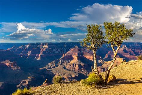 Grand Canyon National Park At Sunset Stock Photo Image Of Bush