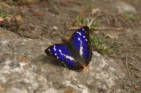 Purple Emperor Animal Wildlife