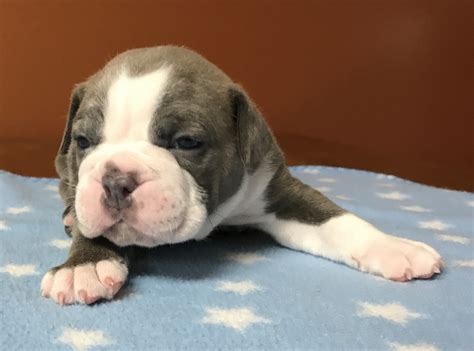 The goals and purposes of this breed standard include: Olde English Bulldogge Puppies For Sale | Merrill, WI #219846 | Petzlover