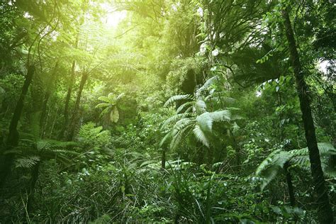 Follow stee3po to never miss another show. Canopy Of Jungle Photograph by Les Cunliffe