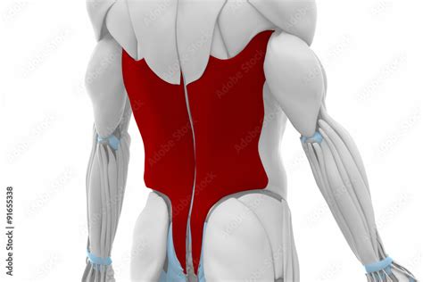 Latissimus Dorsi Muscles Anatomy Map Stock Illustration Adobe Stock