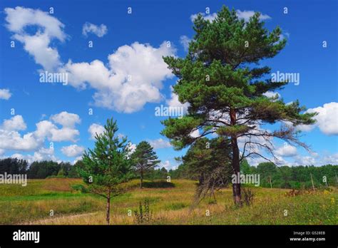 Summer Landscape With Pine Trees Grass Sky And Clouds Stock Photo Alamy