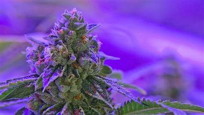 Cannabis Led Weed Trippy Marijuana Cypress Psychedelic