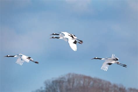 Kushiro Wetlands Hokkaido Winter Birding Photo Tour