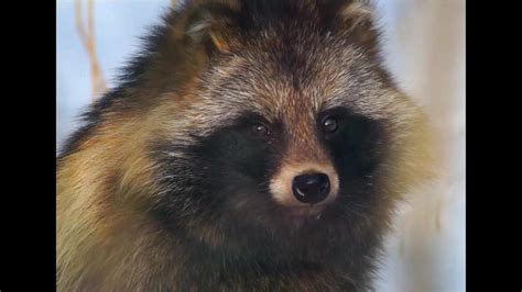 Raccoon Dogs Are Known As A Tanuki And Native To Japan Videos From