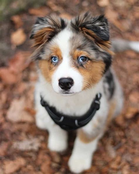 Husky Australian Shepherd Mix Facts Australian Shepherd Husky Australian Shepherds German