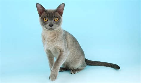 Burmese Cat Breed Information