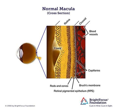 Eye Anatomy Including Bruchs Membrane Choroid Macula Lute And Fovea