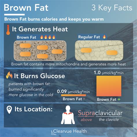 Visualized Facts Brown Fat Burns Calories And Keeps You Warm