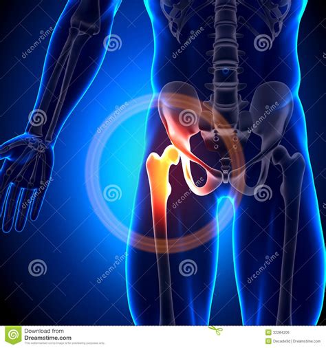 Hip Joint Femur Anatomy Bones Royalty Free Stock Image Image