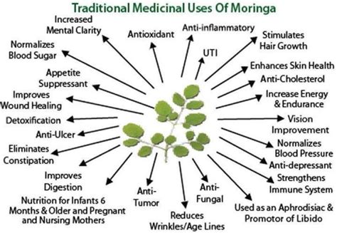 Moringa The Tree Of Life The Miracle Tree Parkerable