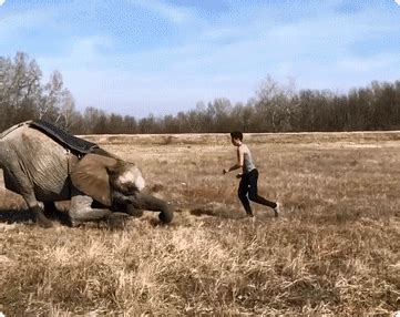This blog is a public service. Pin von max auf drôle | Gif lustig tiere, Lustige ...