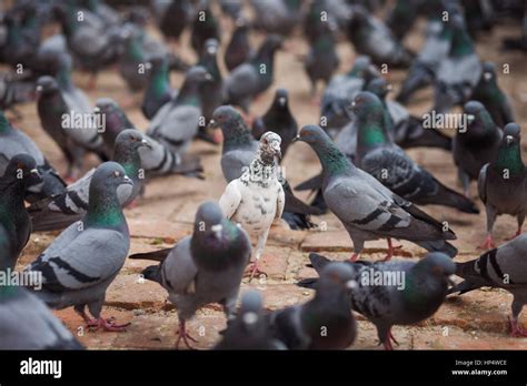White Pigeon Amidst A Group Of Grey Pigeons Stock Photo Alamy