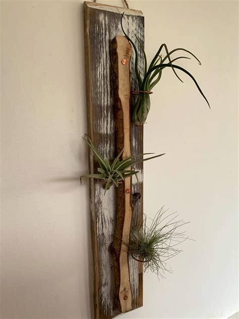 Wooden Air Plant Holdernatural Air Plant Holderlive Edge Etsy