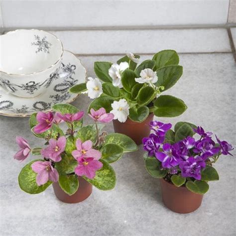 Miniature African Violet Collection Saintpaulia Hybrids