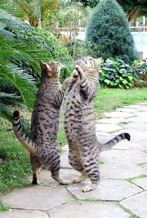 Kitty Tango ️ ️ ️ ️ Kitties Cats Dancing Cat Crazy Cats