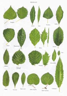 Basteln mit kindern kostenlose bastelvorlage natur herbarium basteln. herbarium deckblatt - Google-Suche | Pflanzen, Deckblatt ...