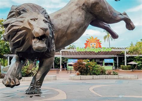 San Diego Zoo Vs Safari Park Which Should You Visit