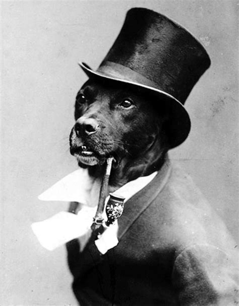 Old Hollywood Vintage Dog Dog Photography Dog Photos