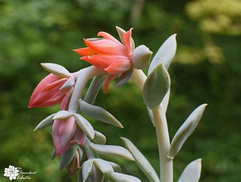 Species Spotlight ~ Echeveria Aka Mexican Hens And Chicks