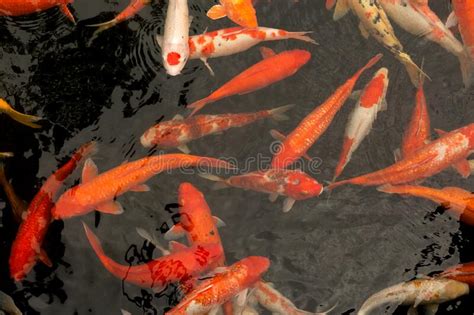 Japan Carps Koi Red Orange And White Fish Swim In The Water Stock
