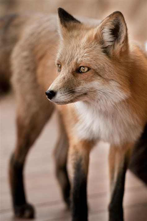 Red Fox By Stephen Swofford On 500px Fox Pet Fox Animals Wild