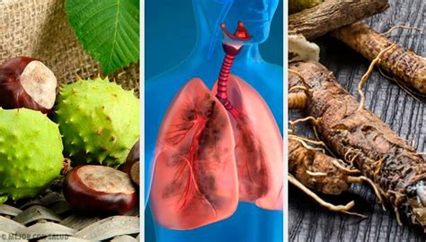 Alimentos Para Fortalecer Limpiar Los Pulmones Y Prevenir Enfermedades