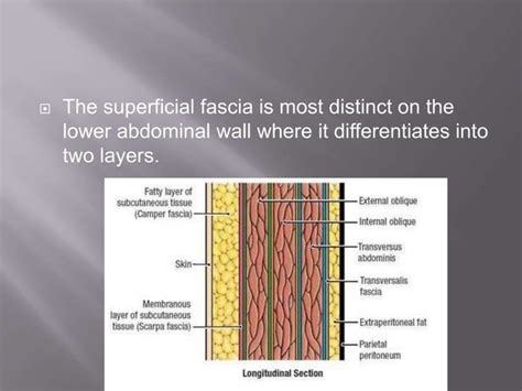 Superficial And Deep Fascia Ppt