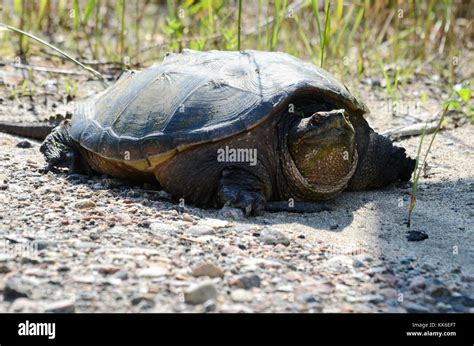 A Snapping Turtle In The Wilderness In Ontario Canada Stock Photo Alamy